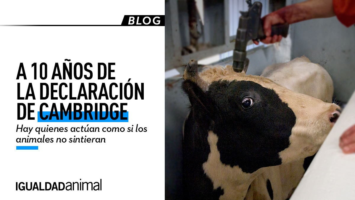 Igualdad Animal MX tweet media