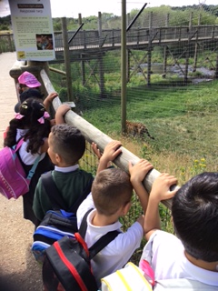 mountpleasantps's tweet photo. Year 1 had a fantastic trip to Yorkshire Wildlife Park. We bumped into lots of carnivores and talked about lots of the animals being mammals. We saw polar bears, tigers, some lazy lions, baboons, giraffe, sea lions and even DINOSAURS!!! https://t.co/XJ5DDjHPFE