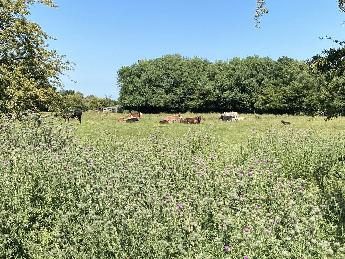 Beautiful day out #soil sampling with @FelicityElder for #SPADE, lovely meeting the #farmers interested in the results! 🚜🐝🐂🐇🌱🌾