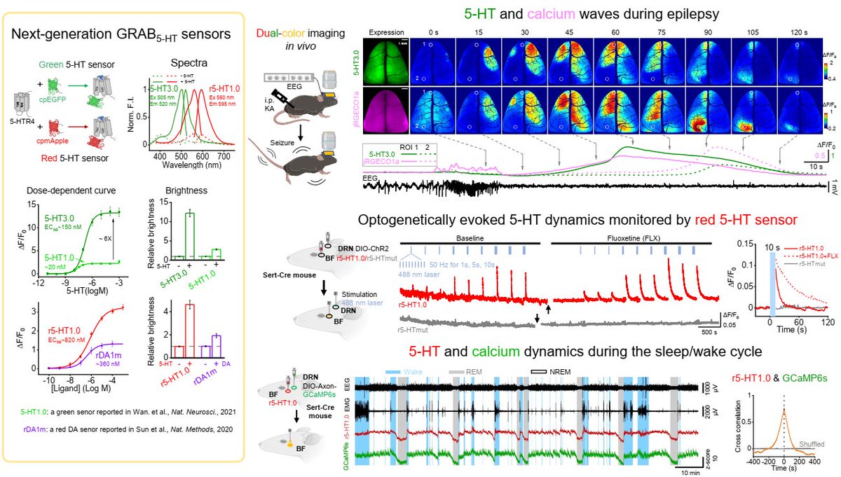 Yulong Li Lab (@yulonglilab) on Twitter photo Serotonin dynamics in vivo! We now have new green and red serotonin (5-HT) GRAB sensors enabling detection of 5-HT dynamics in different brain regions and conditions, also suitable for dual-color imaging! #GRABSensors #serotonin <a href="/5HT_Society/">Serotonin Society</a> Serotonin dynamics in vivo! We now have new green and red serotonin (5-HT) GRAB sensors enabling detection of 5-HT dynamics in different brain regions and conditions, also suitable for dual-color imaging! #GRABSensors #serotonin <a href="/5HT_Society/">Serotonin Society</a>