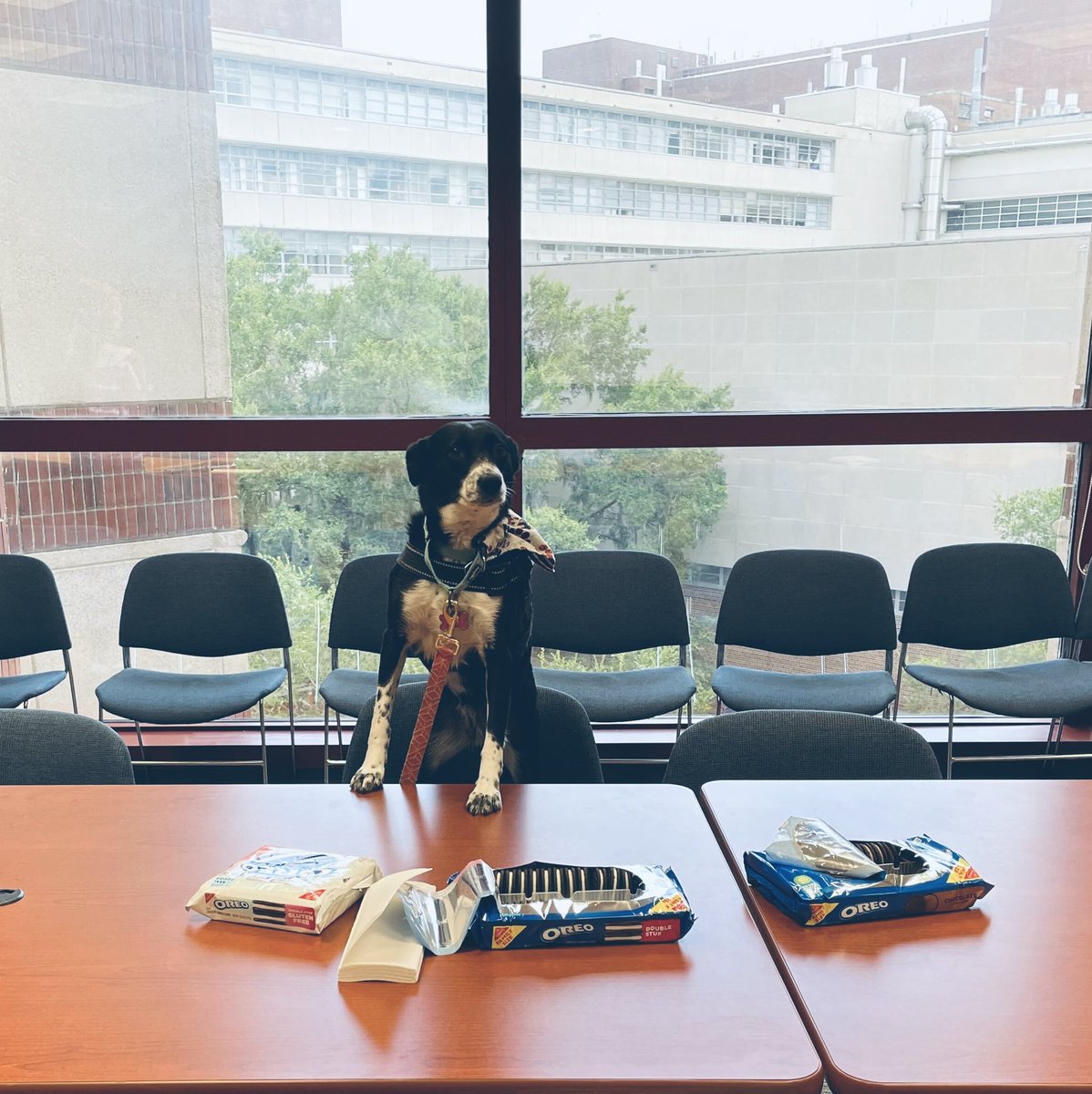 Linda Bloom (@uf_repligators) on Twitter photo Oreos fuel us for science, lab meetings, and life. Not a sponsored ad… yet 😉. <a href="/Oreo/">OREO Cookie</a> #freeoreos #please Oreos fuel us for science, lab meetings, and life. Not a sponsored ad… yet 😉. <a href="/Oreo/">OREO Cookie</a> #freeoreos #please