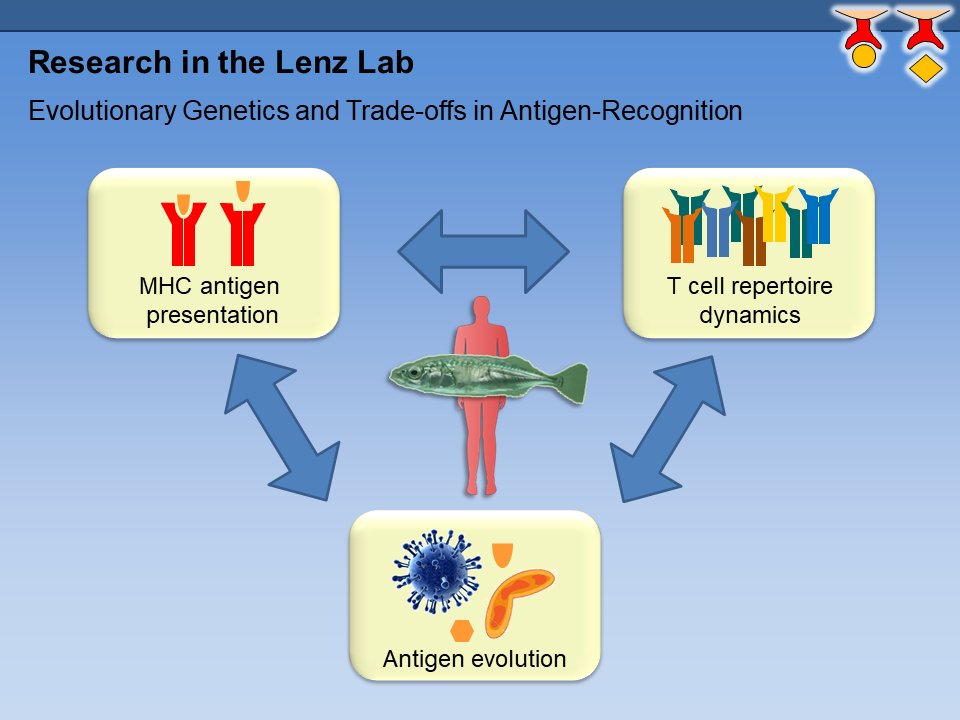#postdoc opportunity in my lab (3+3 yrs)! Exciting opportunity to work in evolutionary genetics of adaptive immunity, esp. #MHC and T cell diversity, in sticklebacks, a fantastic model for experimental ecoimmunology and immunogenomics | Apply by July 18 | tinyurl.com/48nynr93