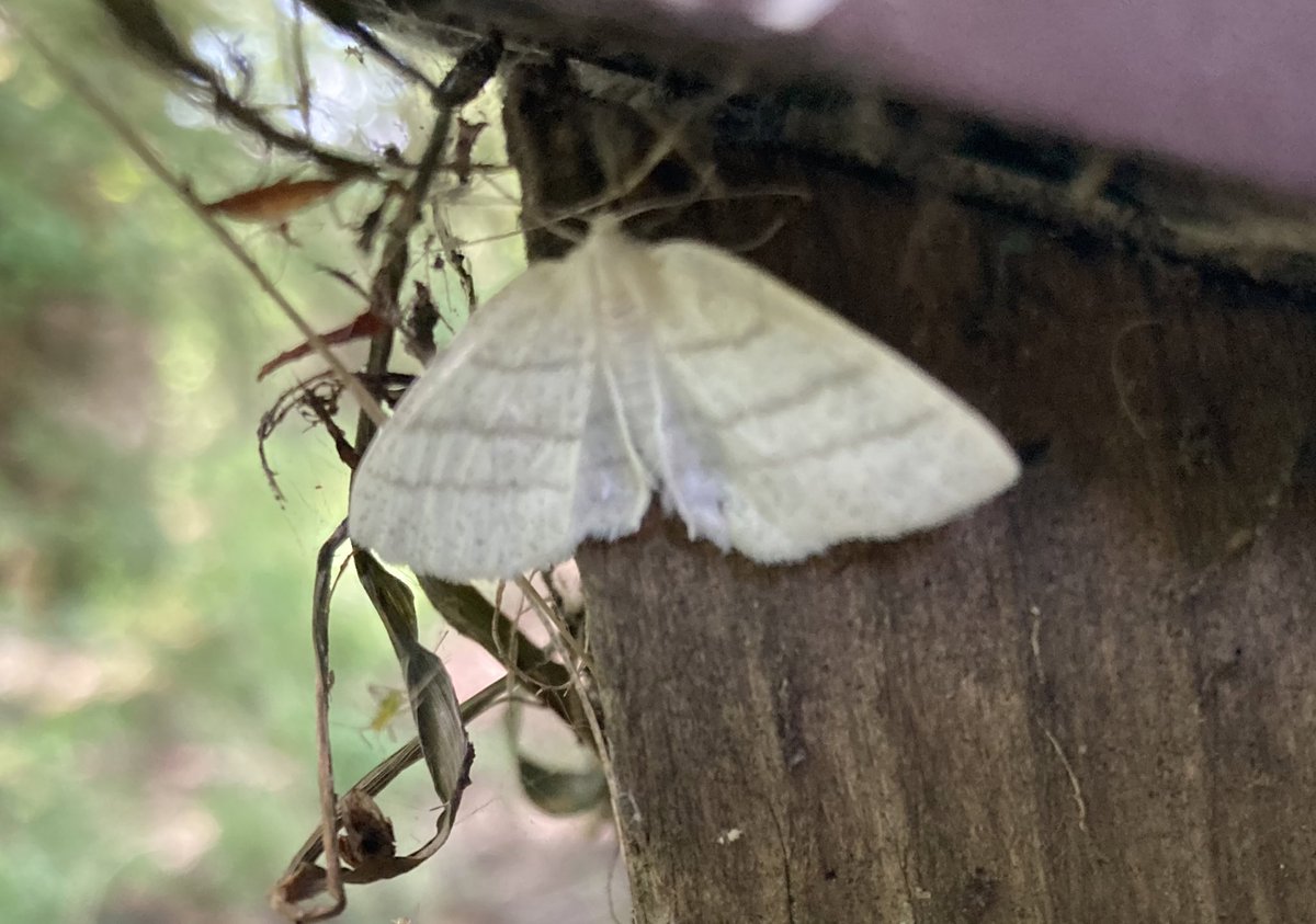 Darkpeakbirder tweet media