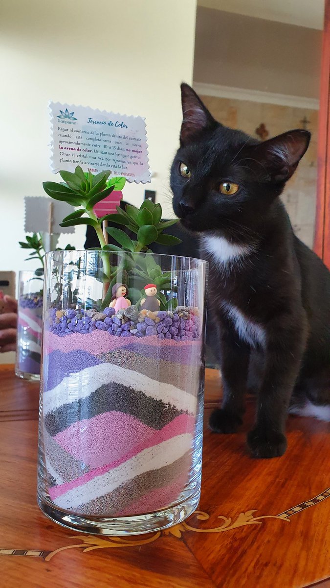 sanpame's tweet photo. Aquí con la jefa de supervisión #Frida #Terrarios #Sanpame https://t.co/BBQATwpZYJ