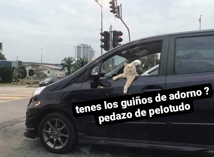 gatito_shitpost's tweet photo. yo: hoy voy tranquila que siempre termino enfadada

yo al segundo semáforo: https://t.co/m1kqn3yPsq