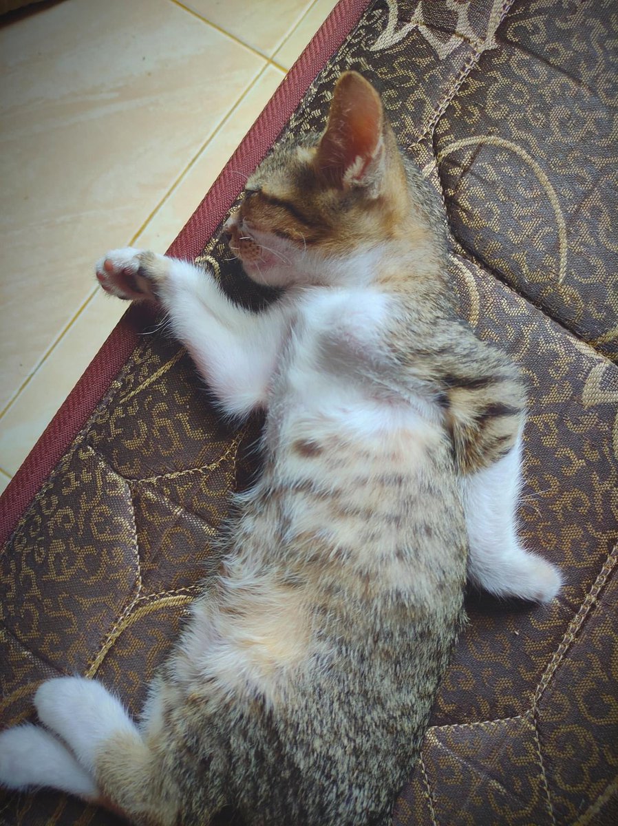 GorditoGatito2's tweet photo. te amo gatito egipcio https://t.co/RdmbSgOAWc