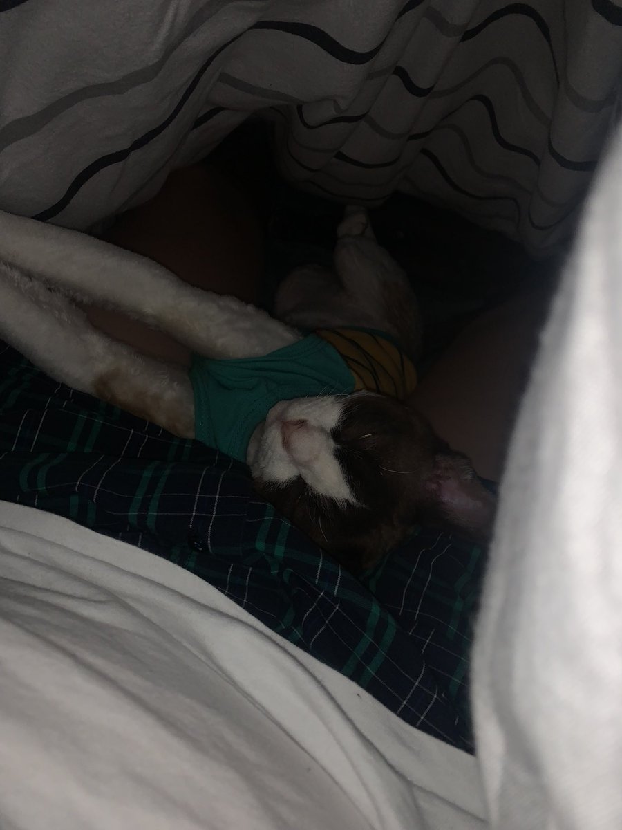 ZAFY_ILY's tweet photo. Is it just me or your cats also like lying in bed like this https://t.co/40fyY0oTRj