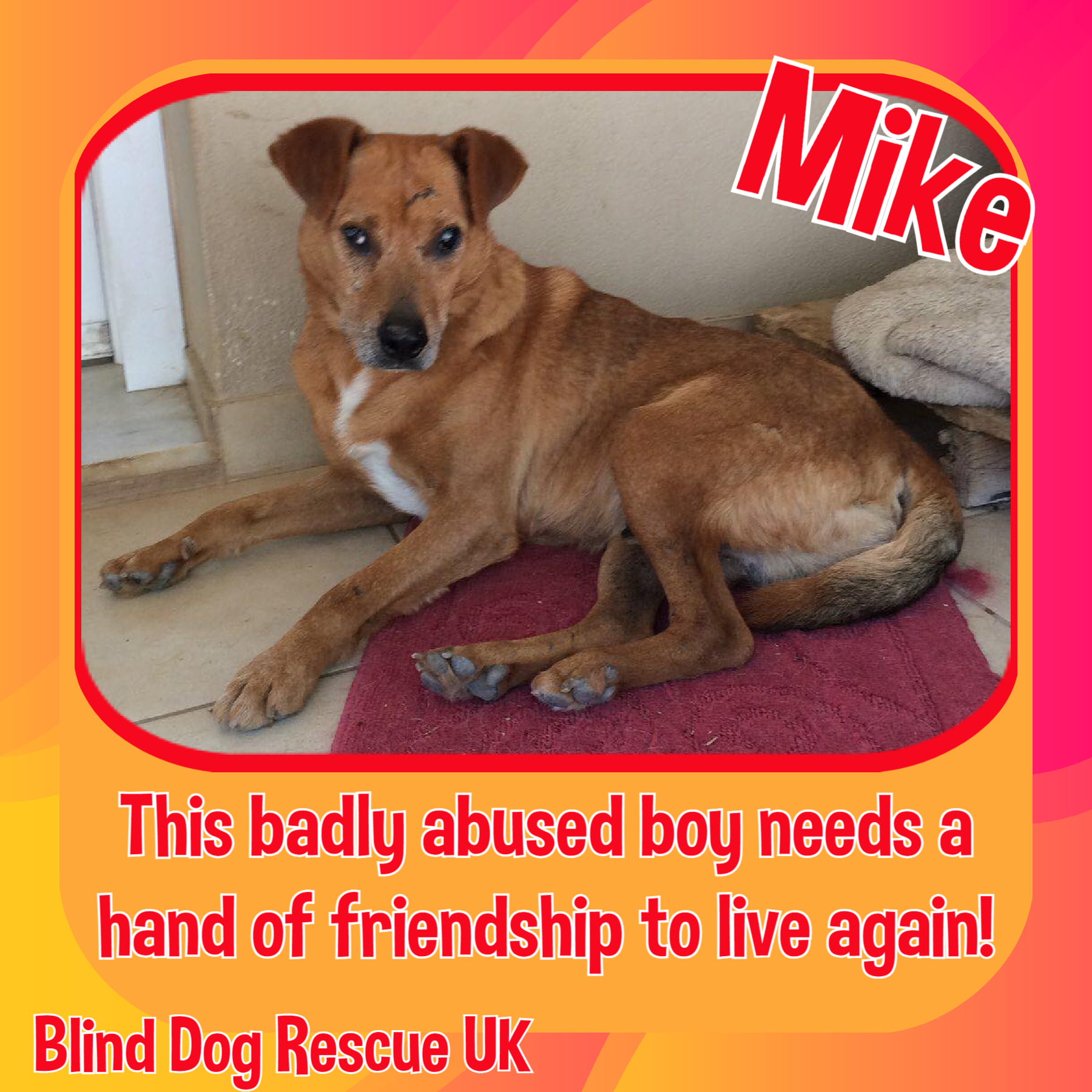 Can Blind Dogs Be Left Alone