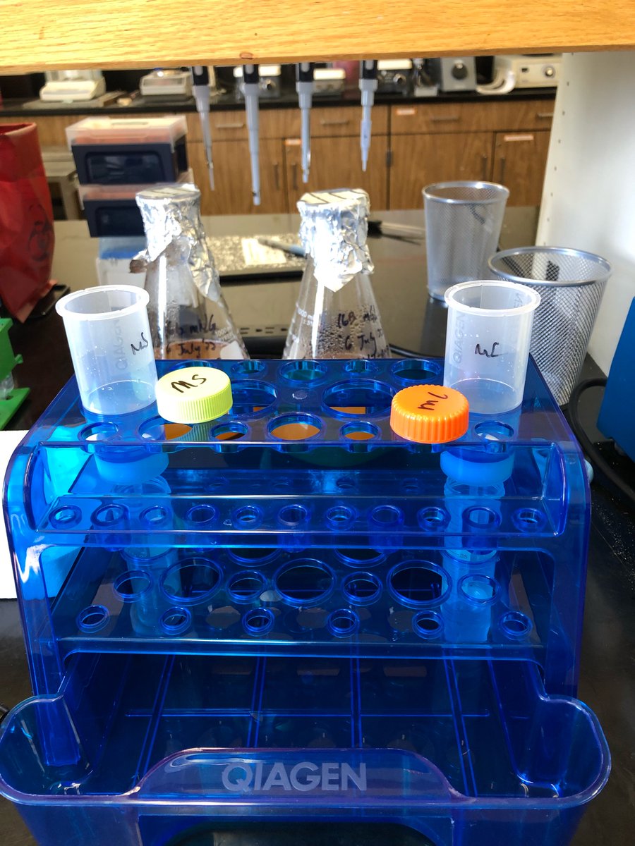 dr kristin d lane 🔬 tweet media