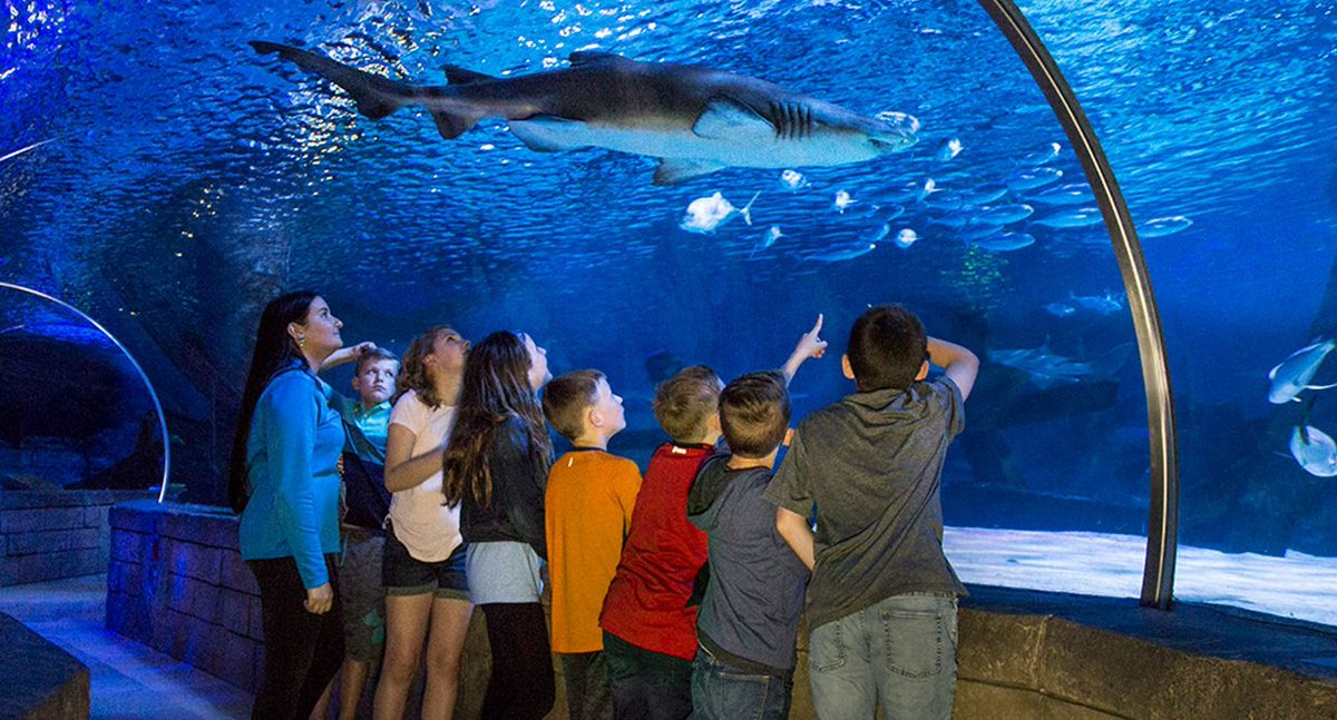RadissonBluMOA's tweet photo. Being neighbors with @mallofamerica means being the best staycation destination in the country.
We dare you to do it all!
#radissonblumoa #mallofamerica #sealifemoa #flyoveramerica #nickelodeonuniverse #luxuryhotel #firelakemoa #bloomingtonmn https://t.co/WqfiBFf6AE