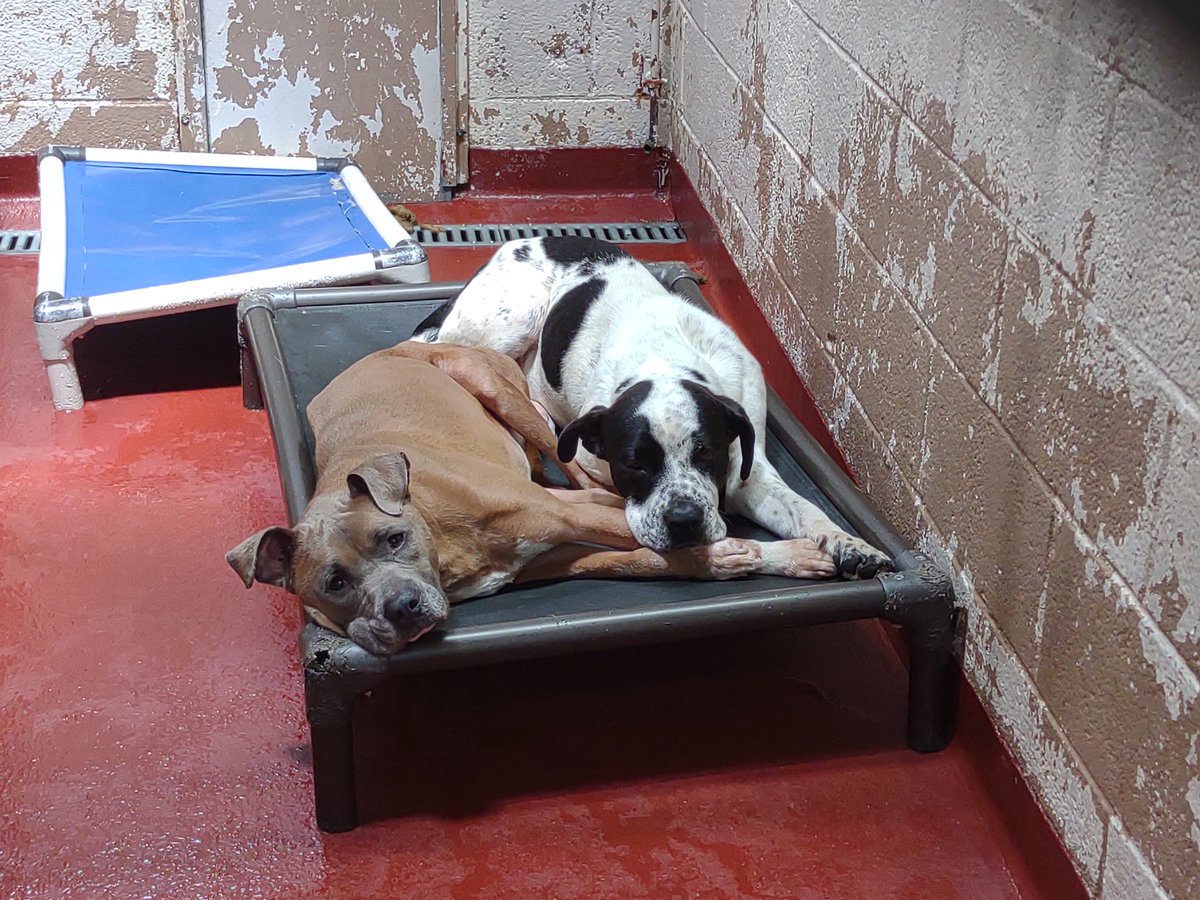 LifeLine Animal Project tweet media