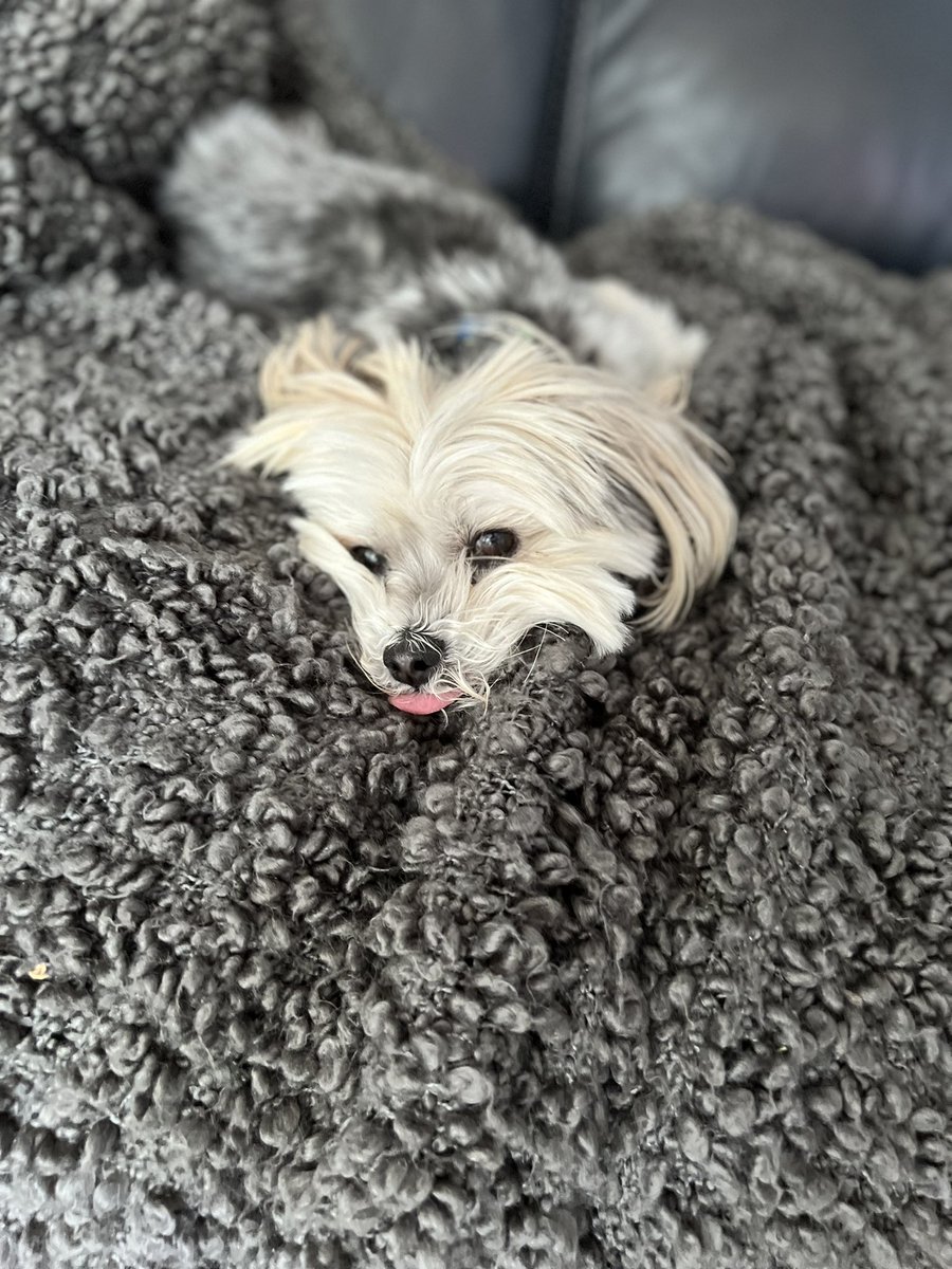 mandy_willenb's tweet photo. Gizmo wants to know what kind of day you’re having…he is just chillin. #gizmohavanese #chillin #tonguesout https://t.co/sghVWJ5r2U