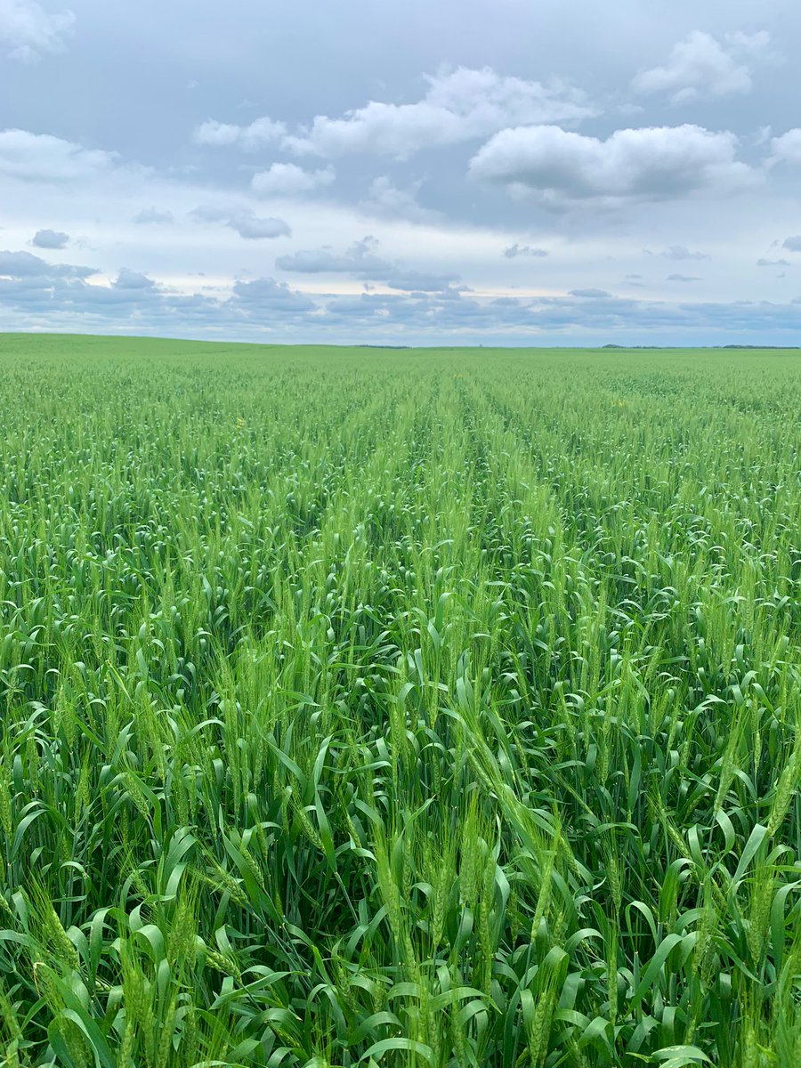 MarseuGordon's tweet image. Delivery Day NW of Brandon! Got to look at some some early Wheat for Miravis Era timing. Looking forward to seeing some #fieldperformance @syngentacanada