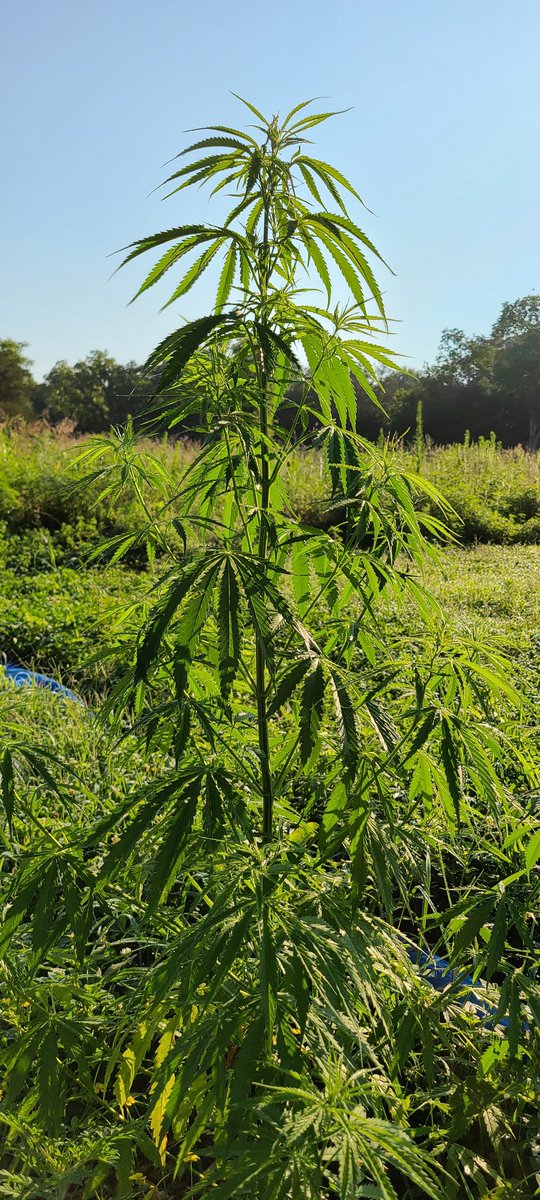 AmeriCannaBlunt's tweet photo. Companion planting.
That's the deal.
Grow something for the bugs.
#Flavinoids eyecatchers.
#TERPS https://t.co/oT8Zjibns5