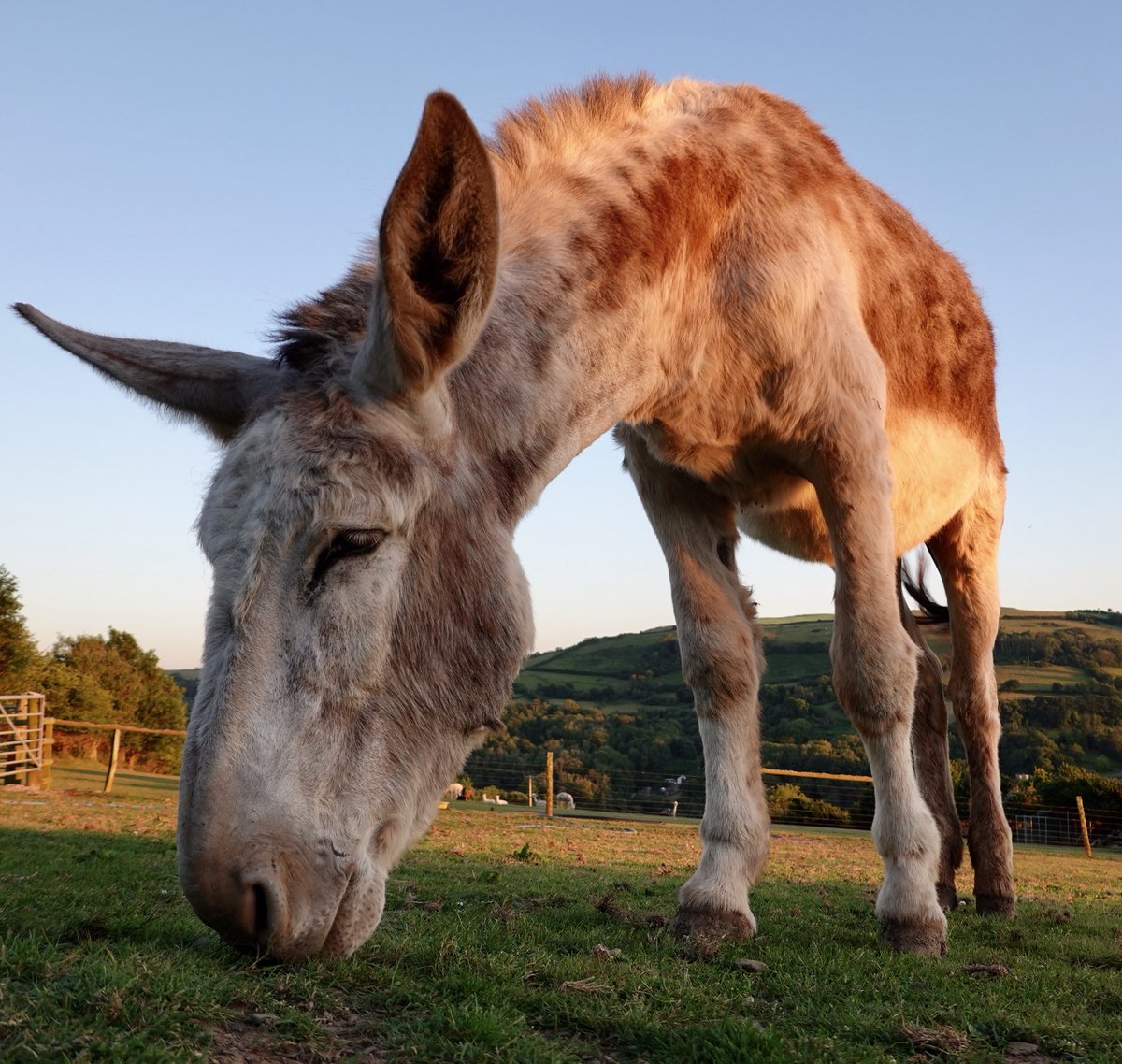 dinky_donks's tweet photo. Goodnight from Benji, the largest breed of donkey in the world! #rarebreed #Americanmammothjackstock https://t.co/51z56d2AbY