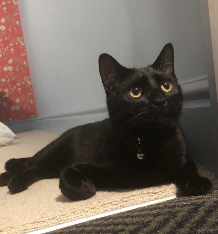 Piglet only has one canine and he’s been missing for a week now from Northbrook Street CA 😞 Please look out for him and RT <a href="/caagaallotments/">caaga.org.uk</a> <a href="/lovebareto/">El Bareto</a> <a href="/KittyCallerCA/">TheKittyCaller</a> <a href="/KeeleyDonovan/">Keeley Donovan</a> <a href="/LeedsCatRescue/">Leeds Cat Rescue</a> <a href="/FurtherNorth/">Further North</a> <a href="/LeedsParks/">Leeds Parks</a>