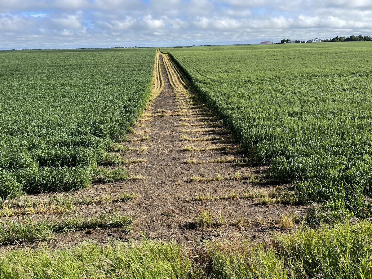 CordonGeisam's tweet photo. Take your pick #CDCSilas or #AACHockley @rorygregoire13 from ⁦@FPGenetics⁩ #bookcertseednow. https://t.co/WhdJB6dVYp