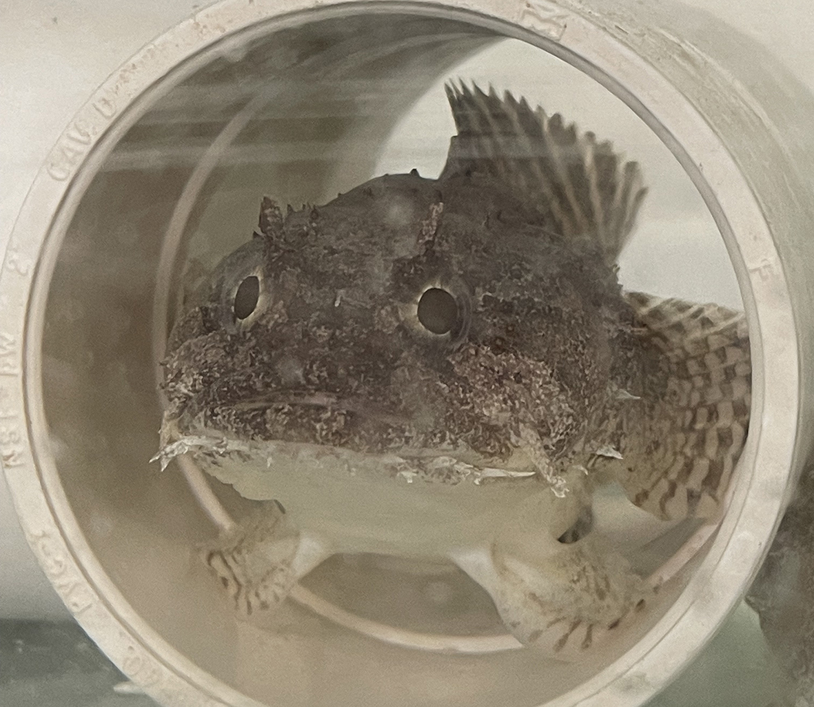 J_Exp_Biol's tweet photo. Serotonin causes blood vessels to constrict, but this is the opposite of what out of breath gulf toadfish need when the oxygen in their water falls. @toadfishlab @UMiamiRSMAS have found out that the fish's gills clear serotonin from their blood
https://t.co/kzF5vJZj2b https://t.co/cgK3MselQX