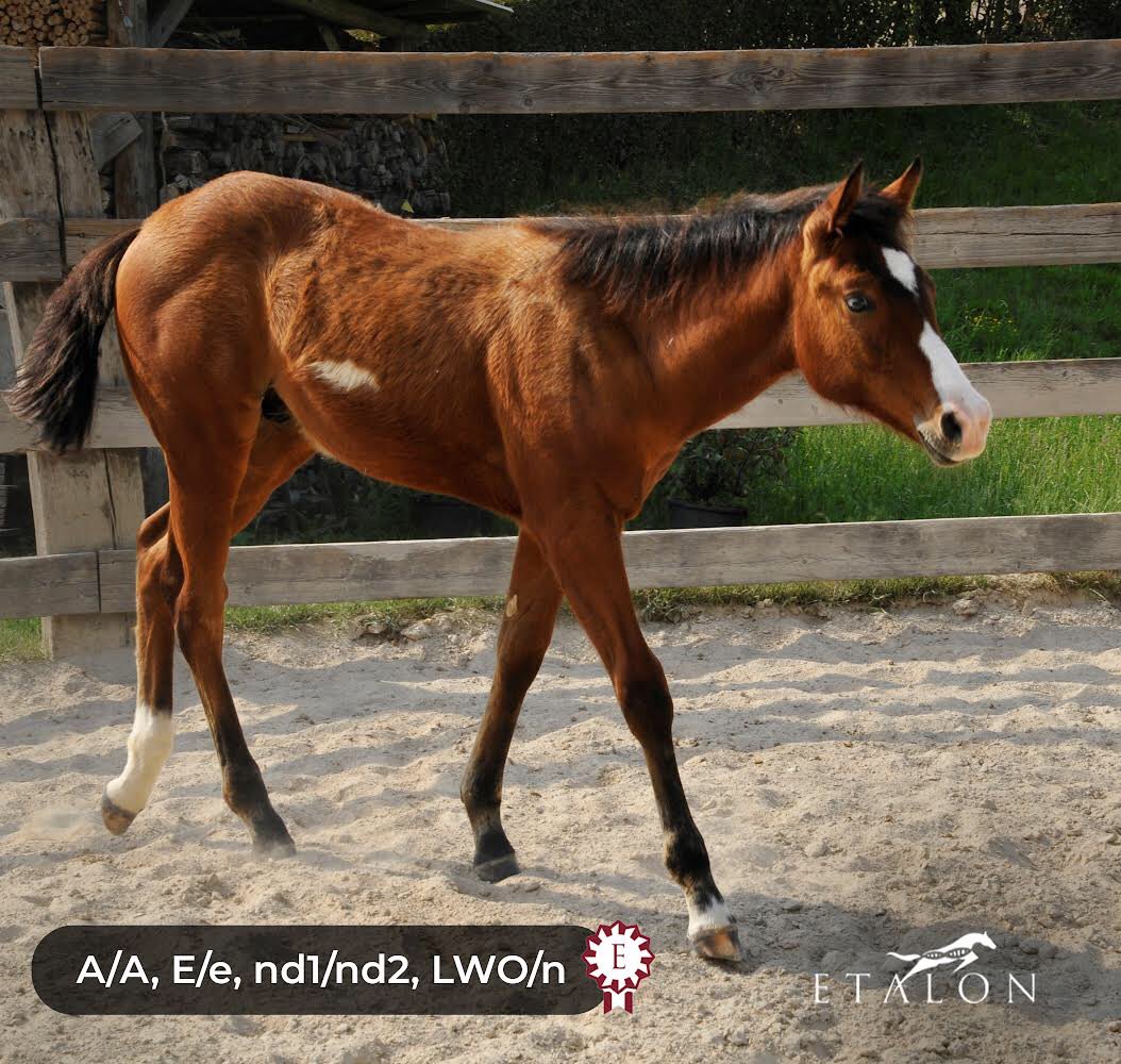 Did you guess correctly? This foal, GRAN FINALE R, carries one variant of LWO responsible for those adorable white markings. Big thanks to Rodeghiero Paints for sharing him with us all the way from Italy! 🇮🇹🐴 #ShowOffYourGenes #EtalonDX #apha #painthorse #horses #foal