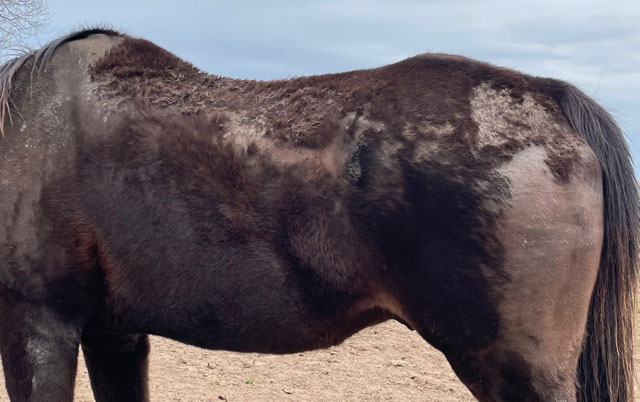 USPonyClubs's tweet photo. In this Pony Club Blog article by Liv Gude, in partnership with Shapley's, learn more about where rain rot comes from, and some tips and tricks to help you treat, and avoid, the notorious skin problem.
Read more: https://t.co/nva8ITUg9M
#rainrot #horsehealthcare #ponyclubblog https://t.co/dteUAsrH4w