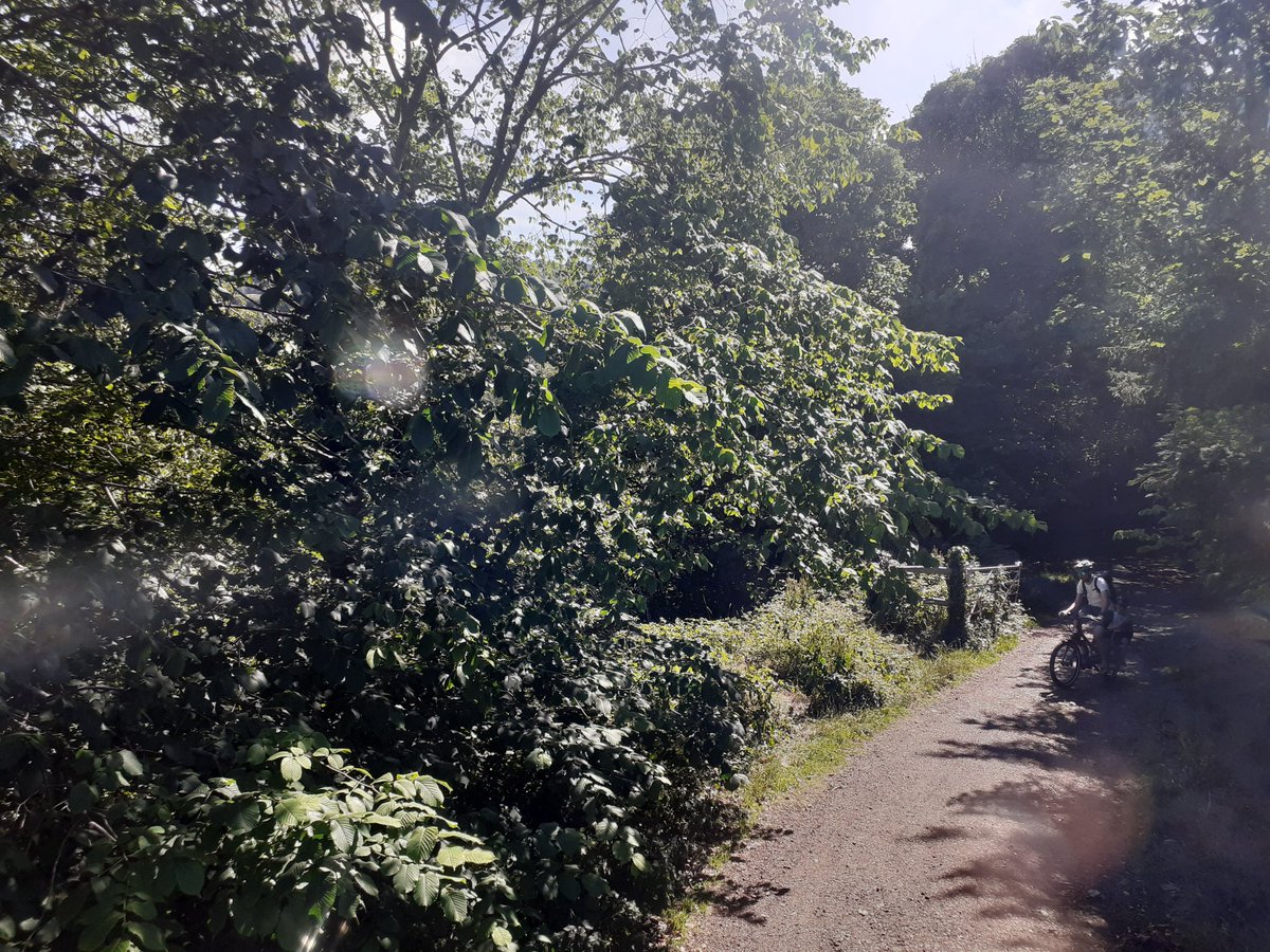 sandymb1956's tweet photo. Been nice weather in #Edinburgh today.Was 22 degrees at 1pm,thats tropical for #AuldReekie 🤣Pics of calm sunny #Colinton and #EH13 taken from the upper deck of the number 400 bus.☀️😎 #blueskies https://t.co/FLmcejYJM6