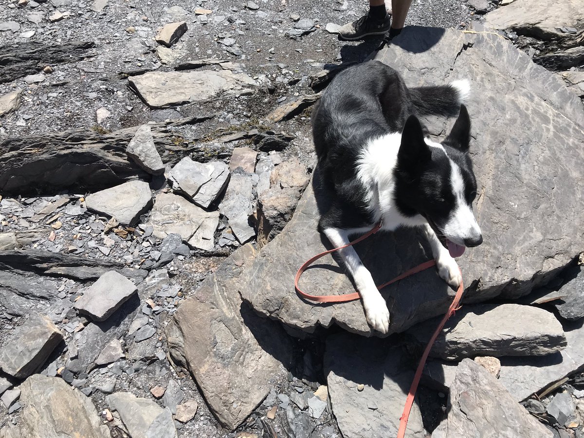 tim_fedak's tweet photo. Oscar approved of the collection plan and with a bit of hammer and chisel the fossil was ready to move. Thanks to Andrew Hebda and Gwyneth for their assistance. https://t.co/4EeD3s2Ch0