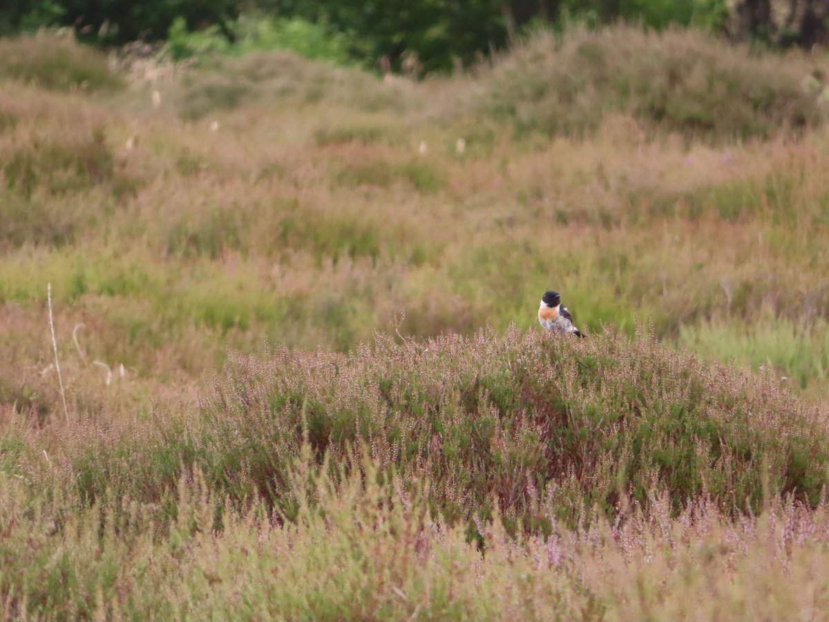 MarijkeLieman's tweet photo. Nog even en de heide op de Kop van Schouwen staat weer in bloei. Vooralsnog komt de kleur van de roodborsttapuit.
#Gadra
@staatsbosbeheer https://t.co/rJN88j7a64
