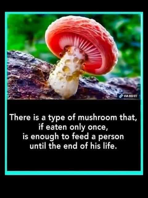 joshua_grzywa's tweet image. Or the end of &apos;her&apos; life .... nature rarely discriminates.  #lol #weirdhumor #betterthanpolitics #punsfordays #dadjokes