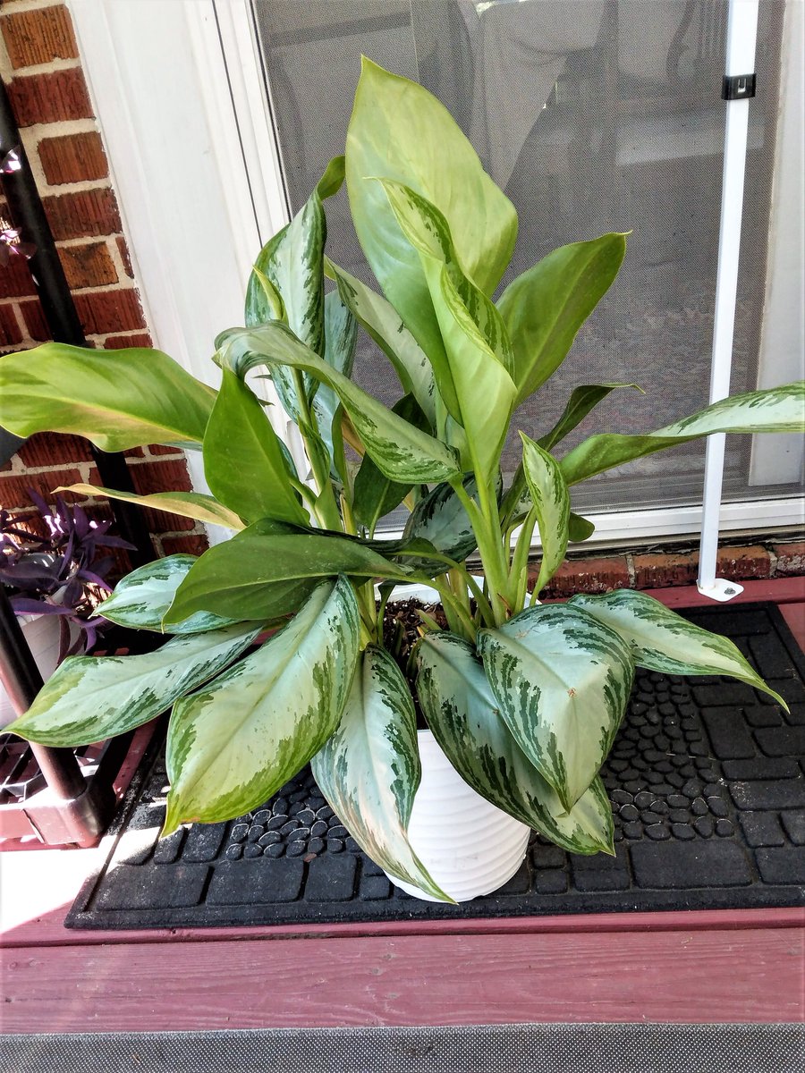 From my neighborhood:  nextdoor.com/p/-2nCZt_N4sYp…