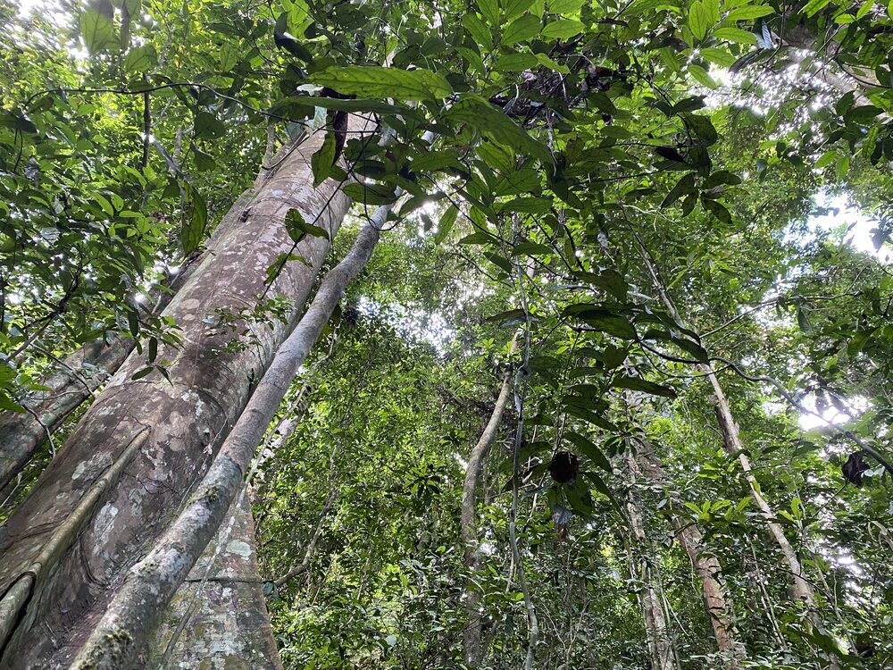 LiberiaGrow's tweet photo. Continuing to preserve Liberia’s swathes of intact tropical rainforest will increase the country’s appeal to premium buyers as Liberian cocoa makes its entry into high-value markets, meaning more money for local farmers and businesses: https://t.co/cWYpfzrSXC

#GROWretrospective https://t.co/kdcI6iQs3w