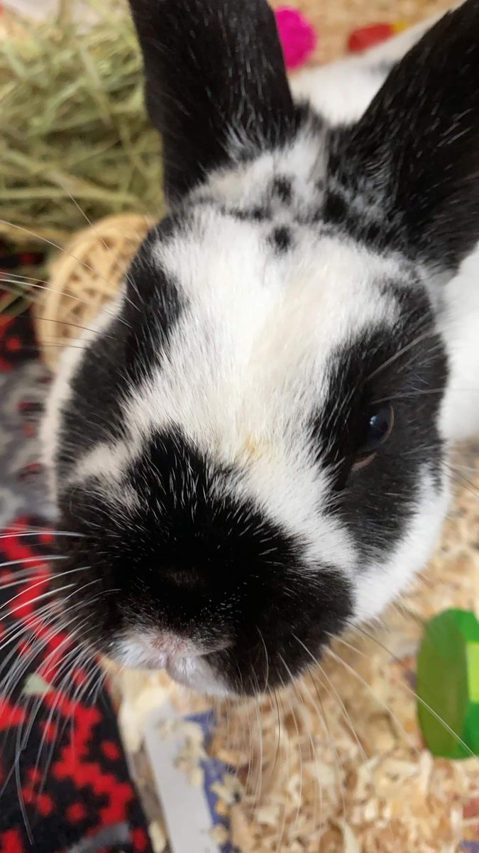 Mel_found_nemo's tweet photo. Everyone meet my new bunny his name is momiji "momo" bunnypaws and he likes to cuddle on laps and throw balls using his mouth https://t.co/3jWMvgqNbg