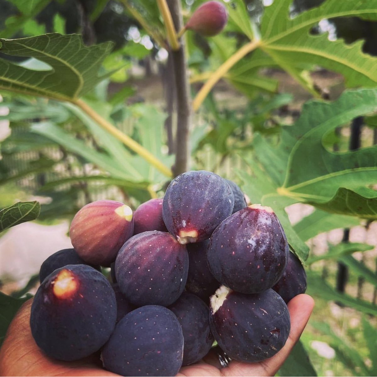 VaNiPaLeTi's tweet photo. 🍃#Ediblefigs aka Ficus carica belongs to family Moraceae (#mulberry)
✅ Native to Asia and #Mediterranean warm climates
🌞Figs are #sun loving and grow well in zones 8 and upwards
🪴Fig plants can be grown in pots or in ground
#planter2table #acgfoodies #culinary https://t.co/G9PPWe6D67
