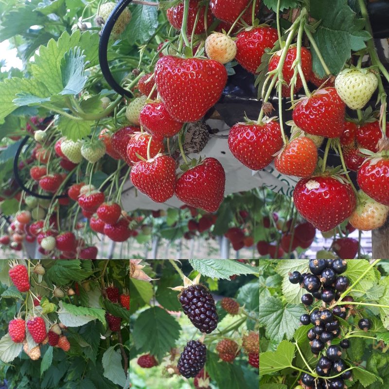 What's picking at Primrose Vale - mailchi.mp/dd741330f1de/w…