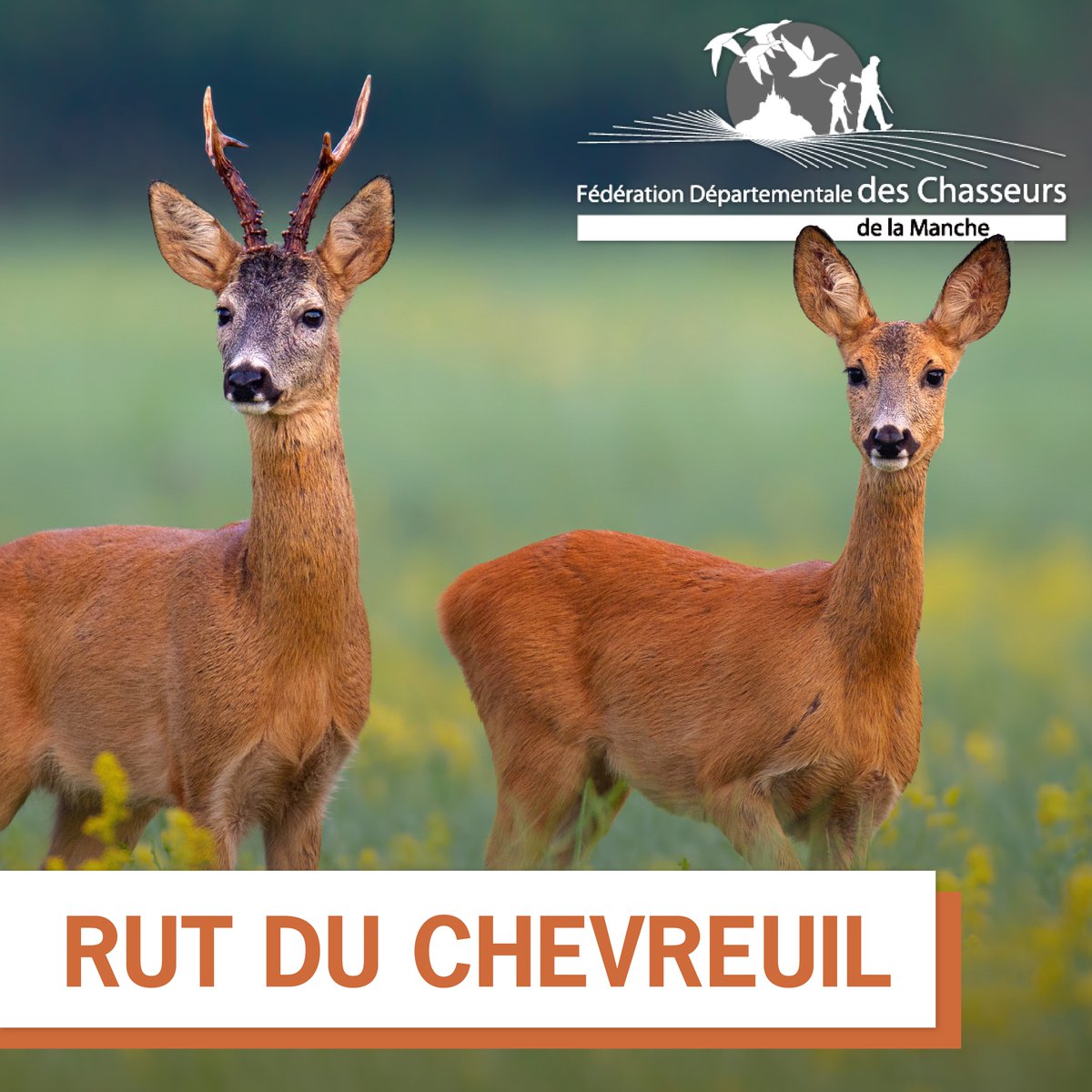 FdcManche's tweet photo. La période de chaleur d'une chevrette étant courte, le mâle reste en sa compagnie, afin pouvoir s’accoupler. 🦌 

On aperçoit parfois des scènes cocasses de couples tournant en rond autour de buissons jusqu’à ce que la femelle soit réceptive. 🌳

#chevreuil #accouplement #fdc50 https://t.co/H3m37ihOor