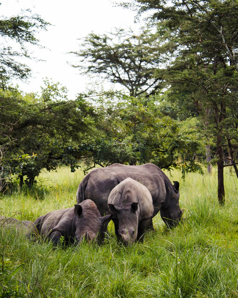 When you visit Uganda, you can see a range of protected wildlife in one of the countries many sanctuaries - including magnificent Rhinos like these! 🦏 What is your favourite wild animal? #exploreuganda_uki #UniquelyOurs #UgandaAwaits #VisitUganda