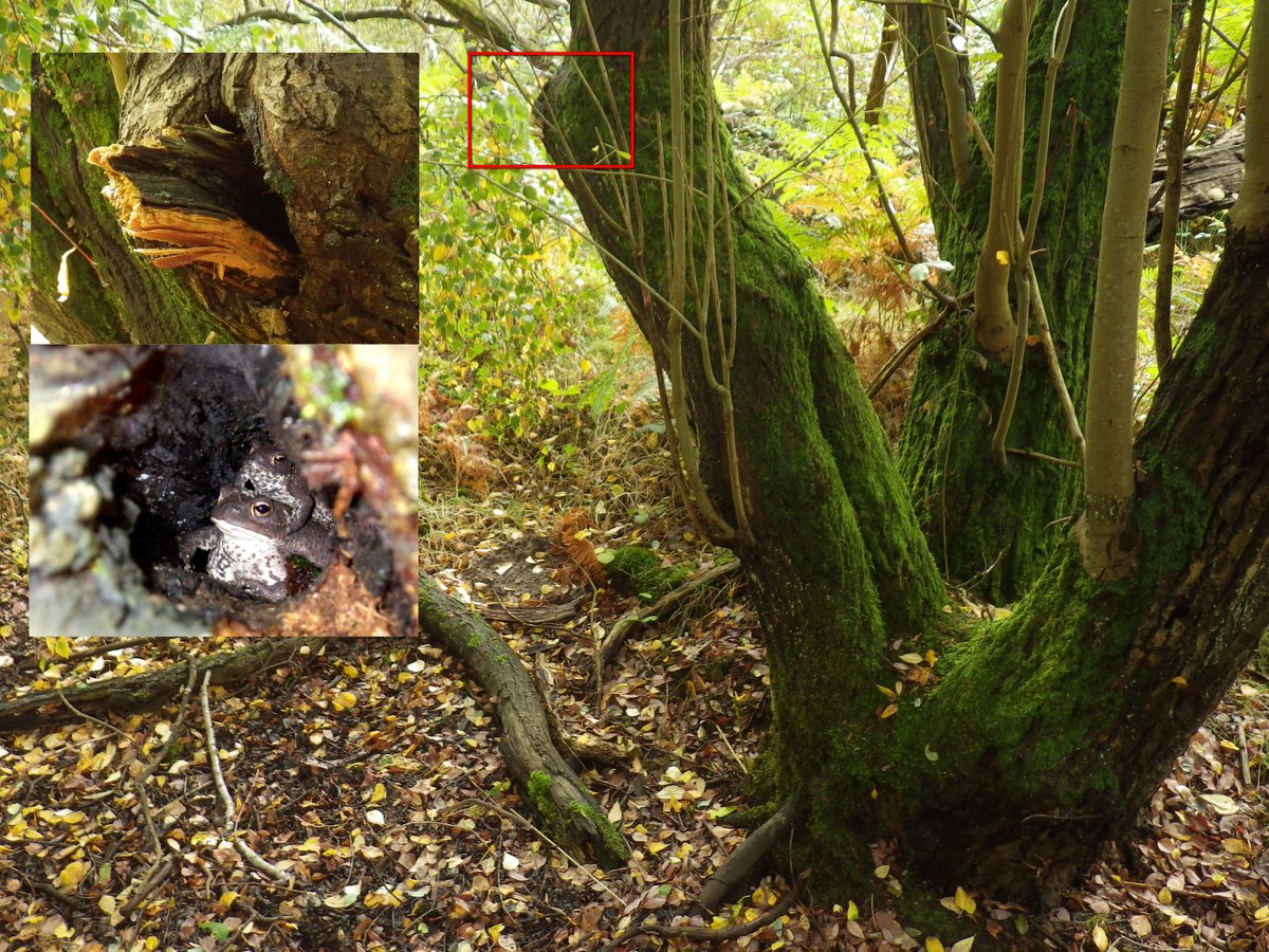 froglifers's tweet photo. Researchers from Froglife & @Cambridge_Uni supported by @PTES made a surprising discovery when toads were found in nest boxes & tree cavities by volunteers who were looking for hazel dormice & bats. Read more about it here: https://t.co/aUuq7FTDXh #ToadsInTrees ๐ท Henry Andrews https://t.co/tJzXFxKMK5