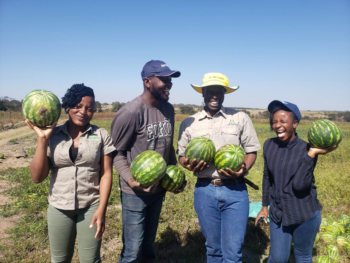 A special visit from Potato Guru @ZivanayiG Murimisi wevanhu @ChembelaJustice Crop Scientists @Katalia01612176 @ZFCLimited online specialist @Certif_dvendor and Soil scientist. Day well spent, rich information shared on Seed Potato Farming. Thank you guys #ZimAgricRising