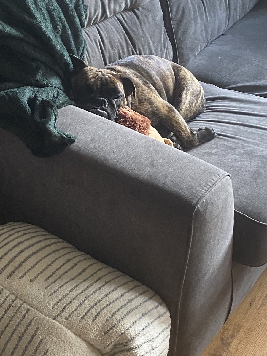 hannahchesh's tweet photo. My coping strategy is taking a nap on the sofa with my dog https://t.co/Mp9JA3amgb
