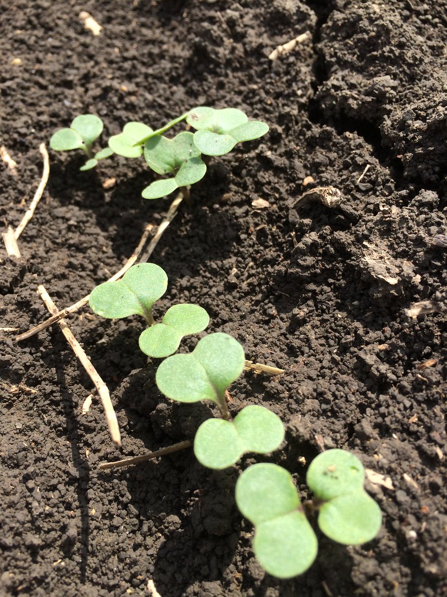 syngentacanada's tweet photo. When you’re planting the most expensive canola crop of your career, trust the team who’ve done their homework. Talk to your sales rep to learn how Helix® Saltro® can help protect your canola investment from the ground up.

https://t.co/MbZj4zEfJB

#EmergenceMatters https://t.co/WysJiwtk9c