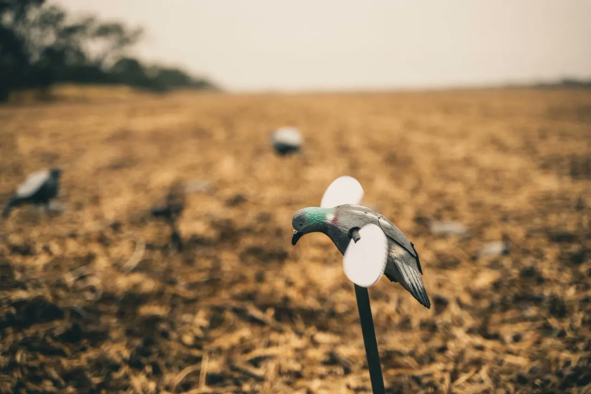 PacoRiestra's tweet photo. A pigeon field with a few decoys

If your accuracy is decent enough, you will help mine the ground with real decoys...

#mixedbag #pigeon #pigeonhunting
#birdhunting #wingshooting 

@SafariClubIntl @CCA_Texas

The Place Santiago del Estero Lodge
The Outfitter @PacoRiestra https://t.co/GR6fCUUOD4