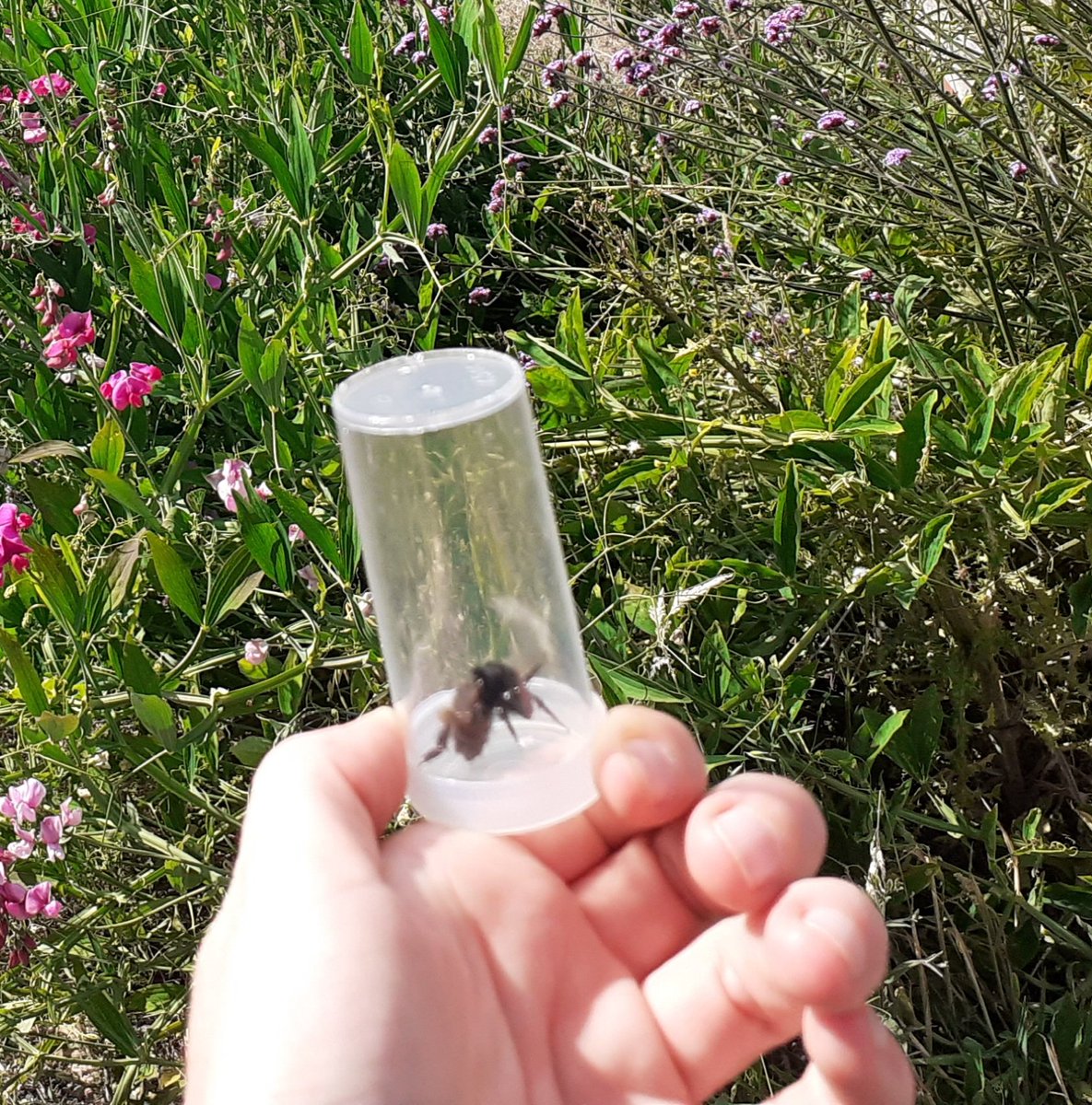 BuzzingSouthEast tweet media