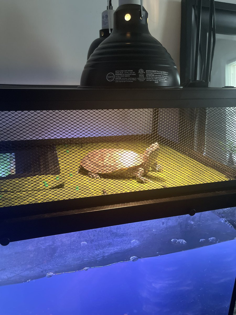 MzDreadH3ad's tweet photo. This nigga fasho living tha life! #turtlemom 🐢🥰 https://t.co/gTQ1SIW4P4