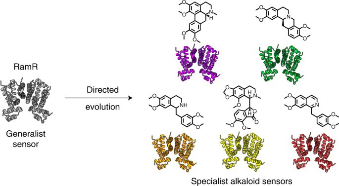 Work by <a href="/simonsnitz/">Simon dOelsnitz</a>, <a href="/alperlab/">Alper Laboratory</a>, Andy Ellington &amp; colleagues evolves a general transcription factor into specific biosensors for various alkaloids, enabling streamlined production of tetrahydropapaverine. Free to read link at rdcu.be/cRb3T