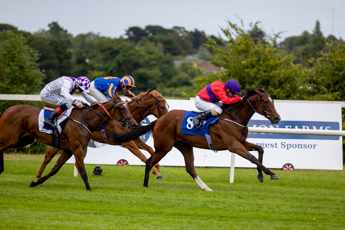 Irish Stallion Farms tweet media