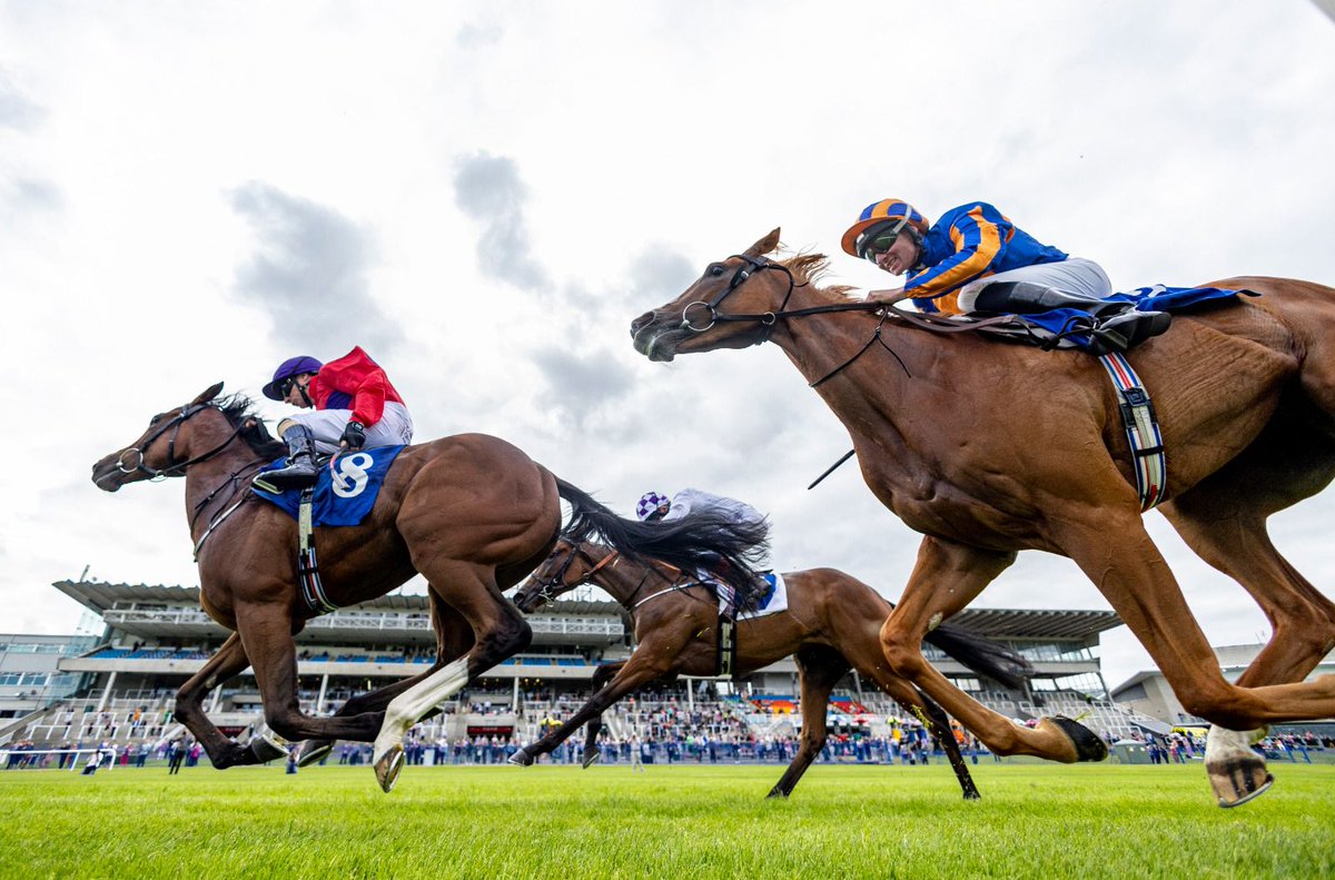 Irish Stallion Farms tweet media