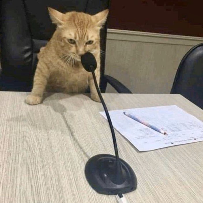 Nini_MacBright's tweet photo. - Résolution numéro 2133 : "le pouvoir d'achat, c'est bien, le pouvoir des chats, c'est mieux" adoptée à l'unanimité, merci à tous, bonsoir https://t.co/pQpRZf4uty