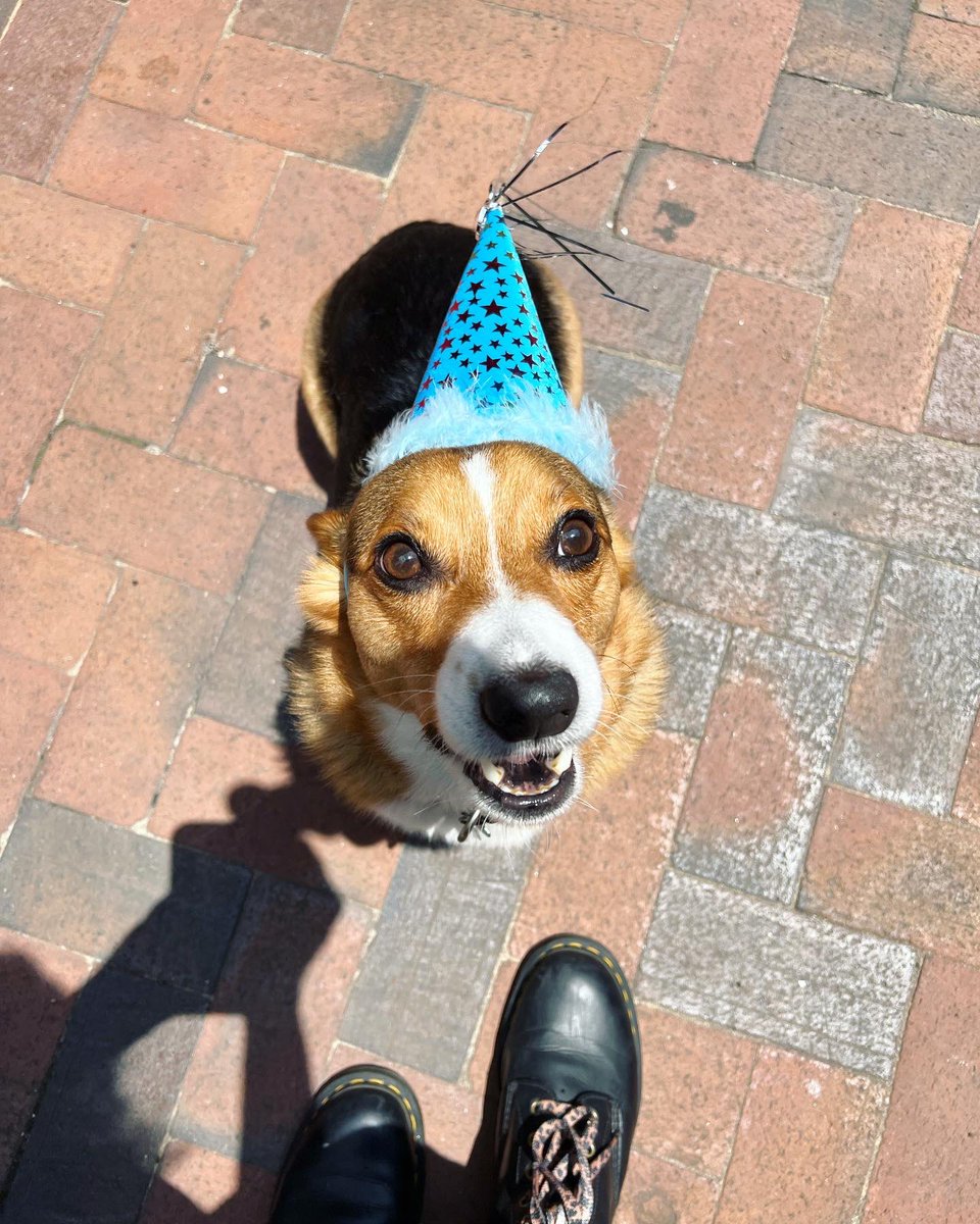 punkrockmilo's tweet photo. i’m 7!!!!!!!!!!! https://t.co/GfOyAjYR8U