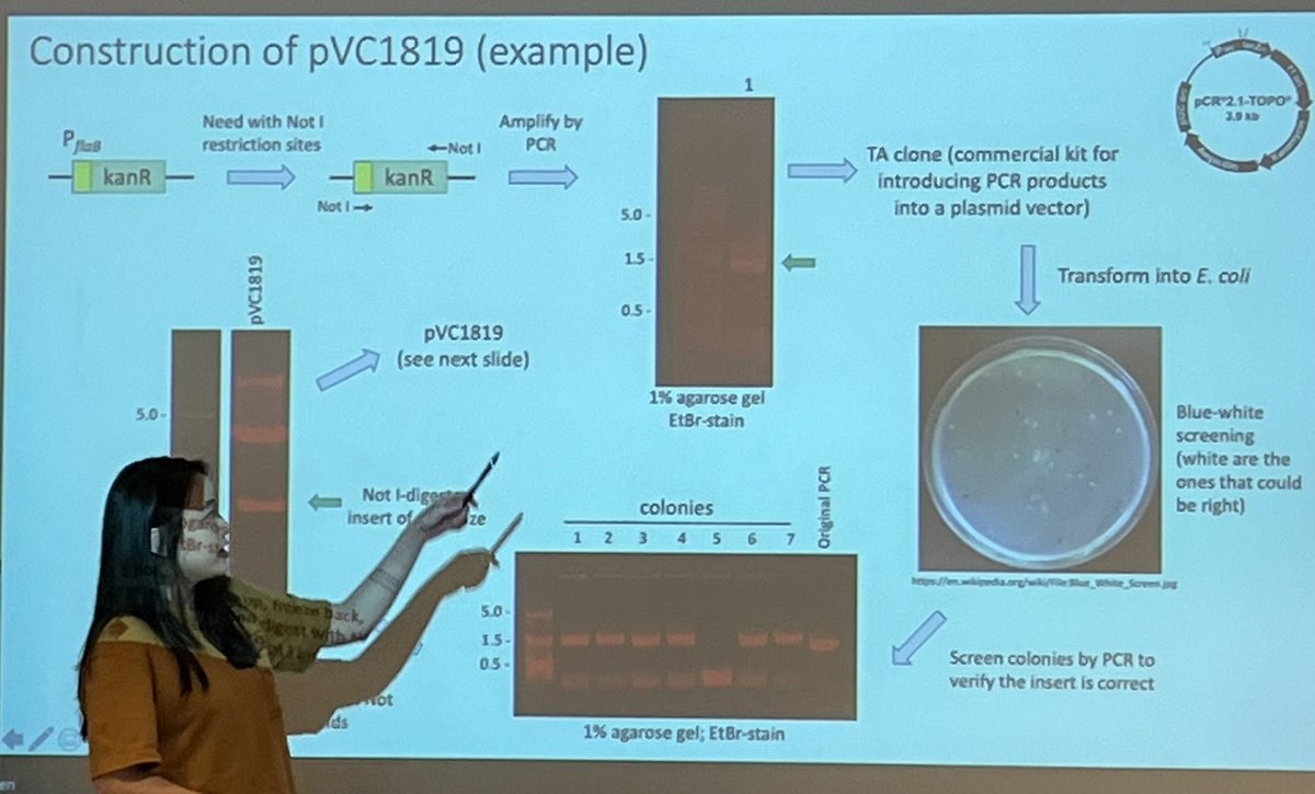 QUIP_RS's tweet photo. Pam Chonweerawong, biology major and 2022 QUIP-RS fellow, explains her research on Borrelia burgdorferi (Lyme disease) and its effects on ticks and small mammals. #QU https://t.co/viSnOLMPUc