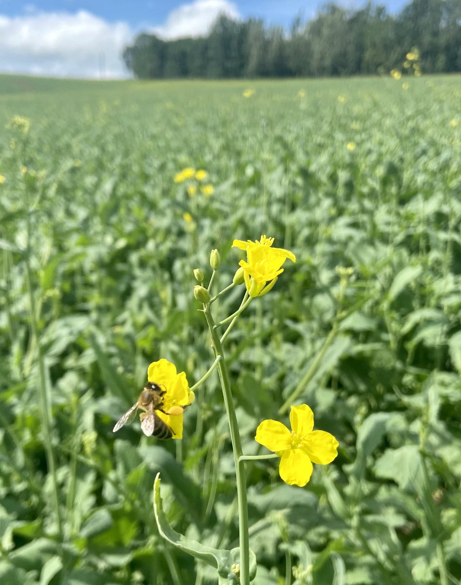 Someone's taking a full load back to the colony #pollinator #canola 

#agronomy #scout22 #invigor