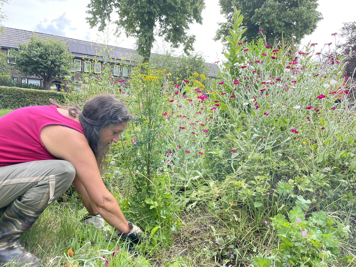 Ik was bij het Goudenregenplein in de <a href="/Oosterparkwijk/">Oosterparkwijk</a> en zag een paar bewoners fanatiek tuinieren. Het ziet er werkelijk schitterend uit! Ga maar es een kijkje nemen 🌹🌹🌹